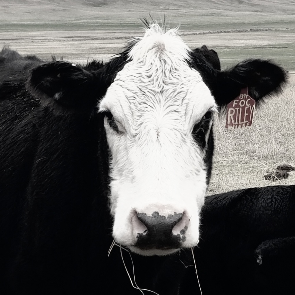 Meet your Posher, Riley